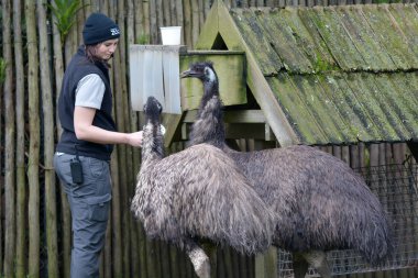  EMU besleme birds kadın hayvan bekçisi. Bir görevli bir işçi bir Hayvanat Bahçesi, günlük hayvanların bakım ve beslenme sorumlu olduğunu.