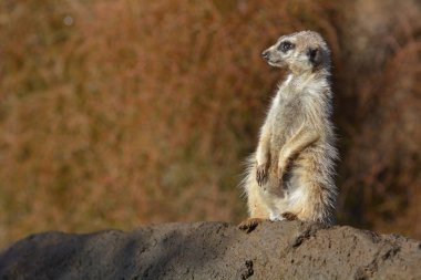 Çöl faresi Suricata suricatta duran bir taş uzağa arıyorsunuz. Meerkat Firavun faresi ailesine ait bir Afrikalı yerli hayvan, küçük etobur olduğunu.