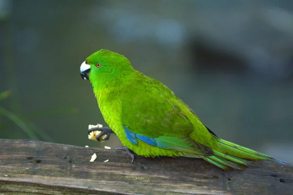 拓地鹦鹉鸟吃食物 它特有的新西兰拓地群岛 在群岛上发现的两种鹦鹉品种之一 和世界上只有五只地栖鹦鹉之一 — 图库照片