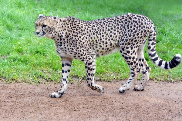 Zuid Afrikaanse Cheetah Lopen Een Traject Een Grasland Een Naar — Stockfoto
