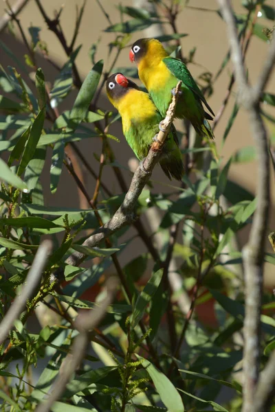 Δύο Lovebird Πουλιά Βλέπουν Ένας Τον Άλλον Κάθεται Ένα Κλαδί — Φωτογραφία Αρχείου