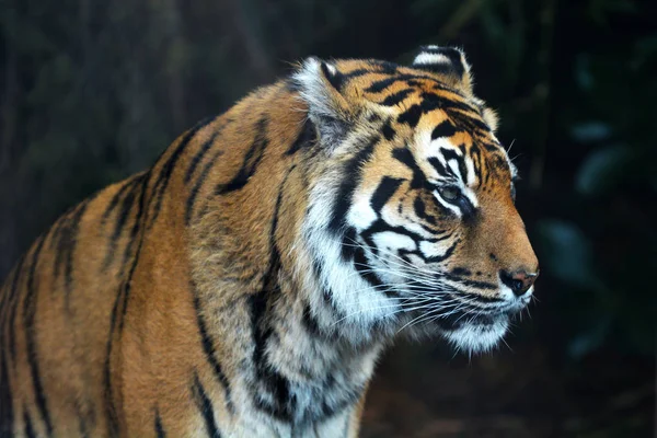 Twarz Tygrys Sumatrzański Patrząc Hotelu Tygrys Sumatrzański Jest Zagrożonych Zwierząt — Zdjęcie stockowe