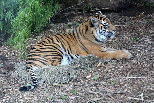 Tigre Sumatra Sdraiata Terra Corpo Pieno Animale Estinzione Principalmente Causa — Foto Stock