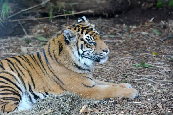 Gesicht Eines Sumatra Tigers Der Sich Auf Den Boden Legt — Stockfoto