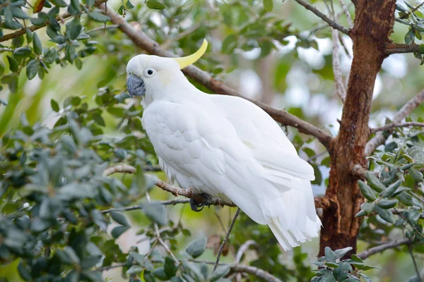 硫磺鹦鹉坐在树枝上 它认为 在澳大利亚 新几内亚和一些印度尼西亚群岛的树木繁茂的栖息地发现了高度智能的鸟 — 图库照片