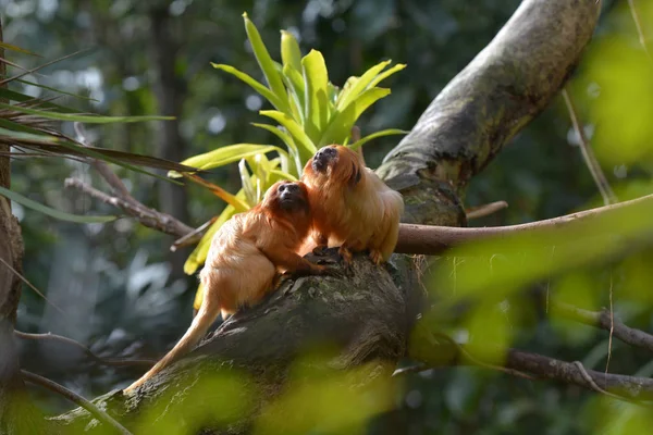 Twee Golden Lion Tamarin Primate Zittend Een Boom Een Regenwoud — Stockfoto