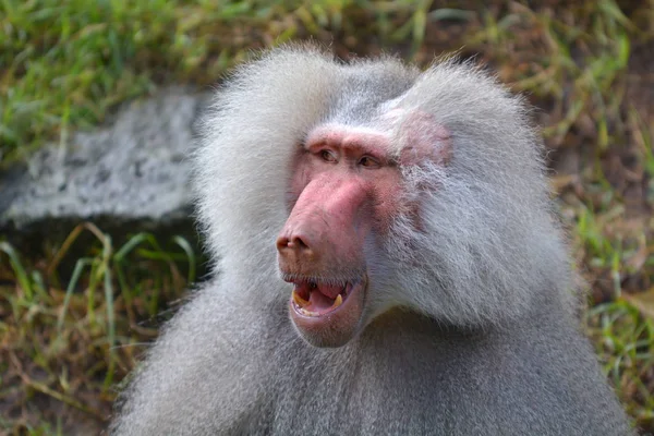 Gressivo Masculino Hamadryas Babuíno Rosto Retrato Olhando Para Longe Babuínos — Fotografia de Stock