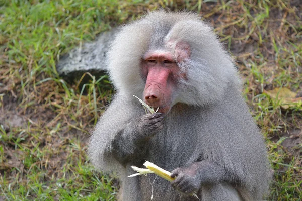 Babuíno Hamadryas Macho Comendo Uma Folha Bananeira Babuínos Hamadryas São — Fotografia de Stock