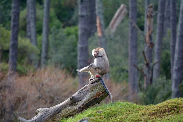 Hamadryas 원숭이 줄기에 앉아서 자신을 청소합니다 — 스톡 사진
