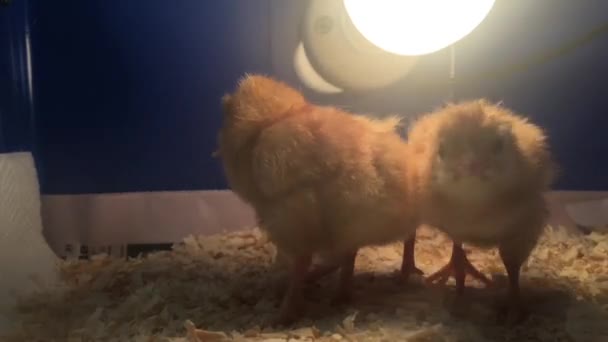 Drie Kleine Kuikens Warming Onder Warmte Lamp — Stockvideo