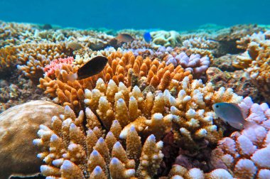 Canlı mercan ve tropikal balık suyun altında nda Great Barrier Reef Queensland, Avustralya Yüzme.