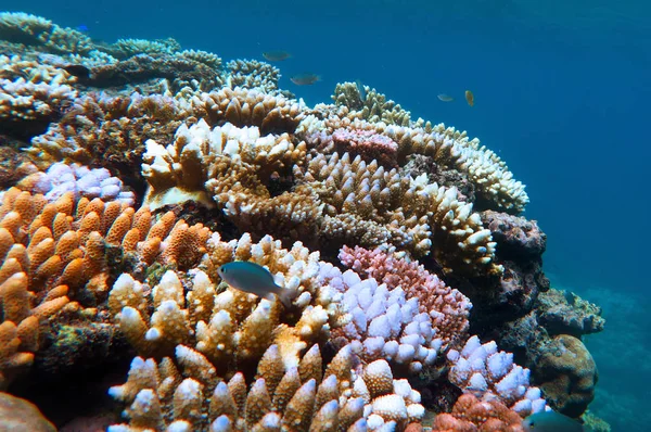 Lebende Korallenriffe Und Tropische Fische Schwimmen Unter Wasser Great Barrier — Stockfoto