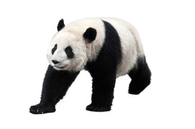 Dev panda beyaz arka plan üzerinde izole. Dev pandalar, artık bir tehdit altındaki türler değildir.
