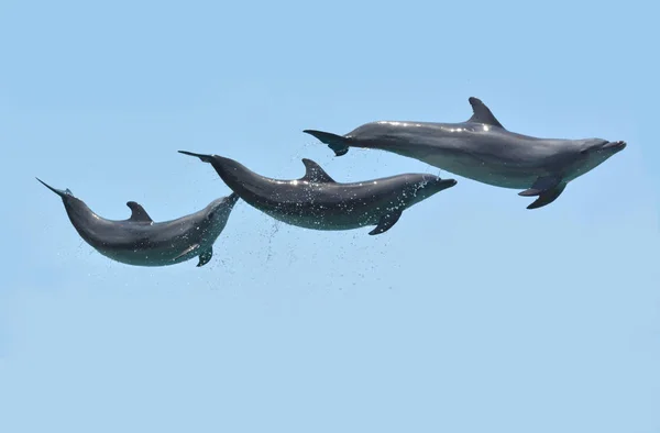 Drie Dolfijnen Sprongen Lucht Geïsoleerd Een Blauwe Hemelachtergrond — Stockfoto