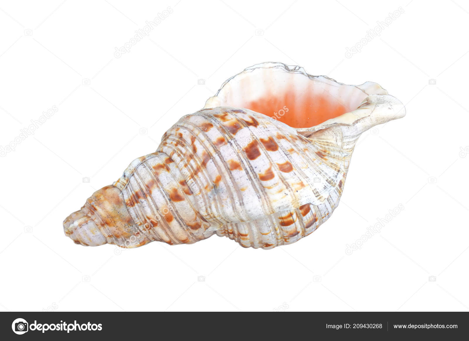 Corne Coquille Conque Polynésienne Isolée Sur Fond Blanc Espace Copie image  libre de droit par lucidwaters © #209430268