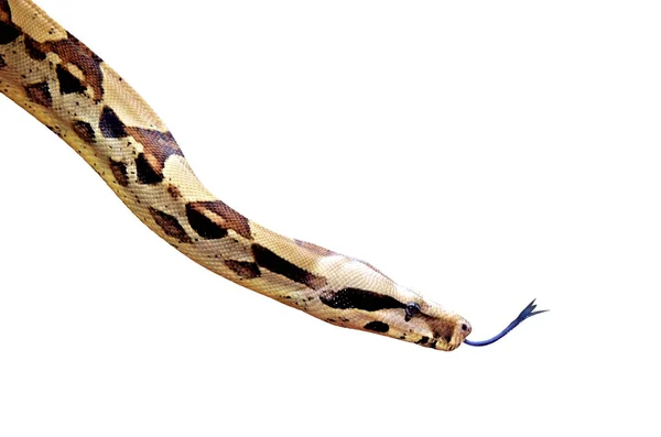 澳大利亚沿海地毯蟒蛇蛇被隔离在白色背景 复制空间 — 图库照片