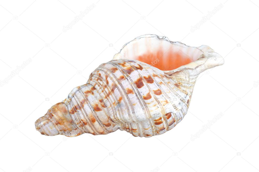 Polynesian Conch Shell Horn isolated on white background. Copy space