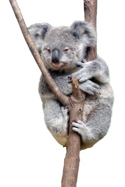 Bir bebek cub beyaz arka plan üzerinde Koala izole. Kopya alanı