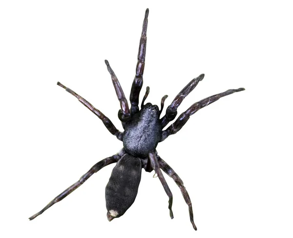 Beyaz Arka Plan Üzerinde Izole Bir Yetişkin Kuyruklu Örümcek Kopya — Stok fotoğraf