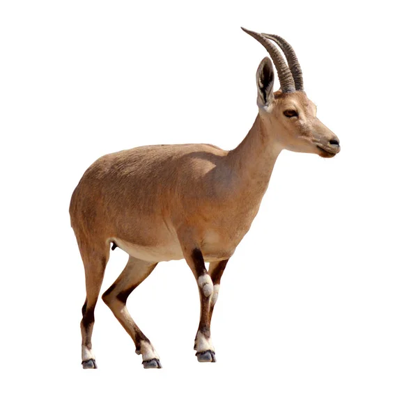 Una Cabra Ibex Mountain Aislada Sobre Fondo Blanco Copiar Espacio —  Fotos de Stock