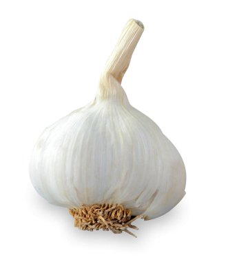 Beyaz arka plan üzerinde izole bir büyük sarımsak. Kopya alanı