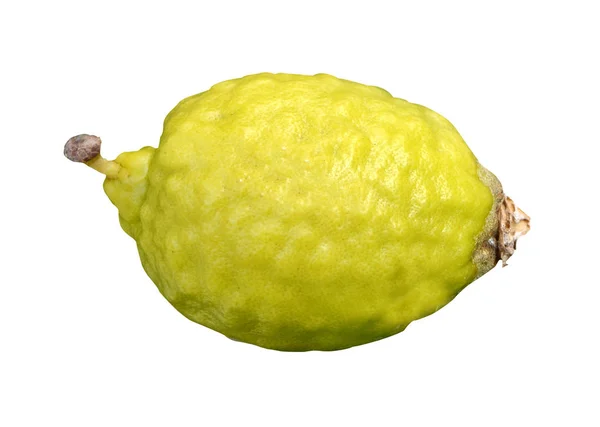 Cedro Fresco Isolato Sfondo Bianco Copia Spazio — Foto Stock