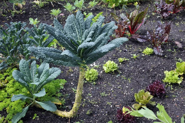 Zeleninová Zahrada Různými Druhy Salátu Domů Zahradnické Pozadí — Stock fotografie