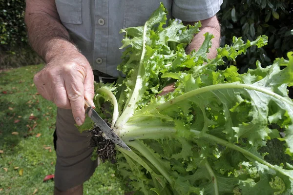 Adulto Homem Sênior Cortando Raízes Uma Planta Alface Fresca Jardim — Fotografia de Stock