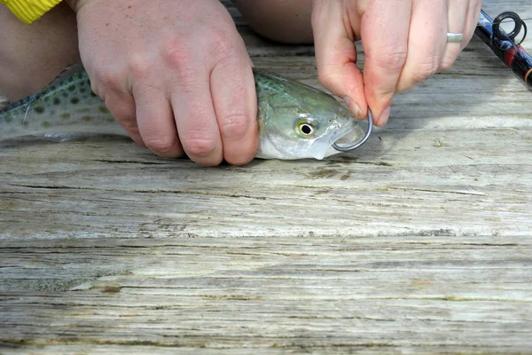 Närbild Mannen Händerna Rigg Levande Bete Ett Fiskespö Över Träbåt — Stockfoto