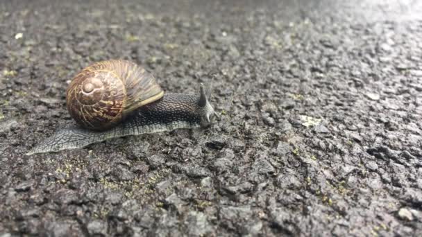 Un escargot brun suspect rampant lentement sur une surface d'asphalte noir traversant une route . 