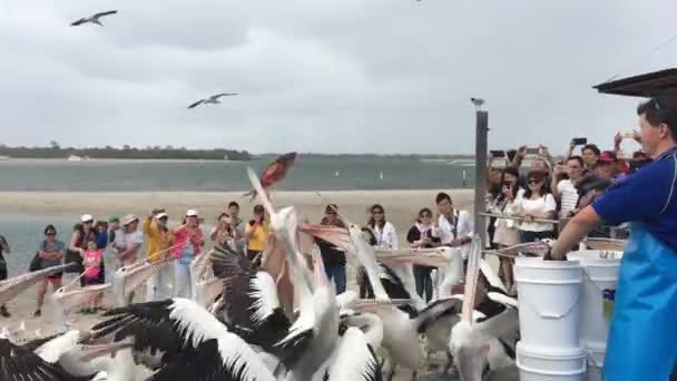 Gold Coast Aus Dec 2018 Pelican Feeding Frenzy Labrador Gold — Stock Video