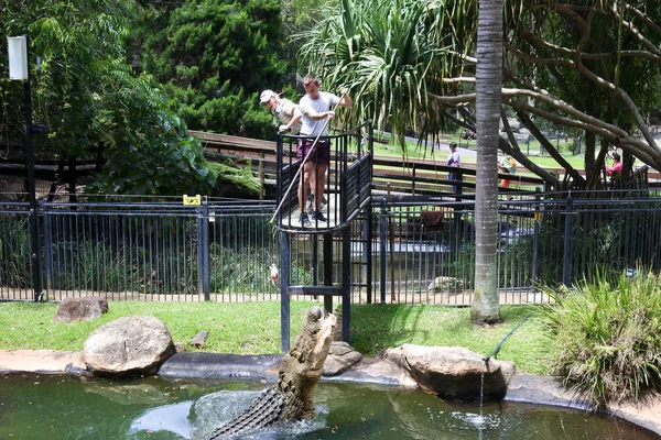 Goldküste Aus 2018 Krokodiltrainer Füttert Ein Salzwasserkrokodil Currumbin Queensland Australien — Stockfoto