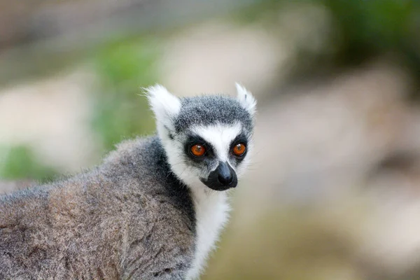 Portret Ogoniasty Lemur Prymas — Zdjęcie stockowe