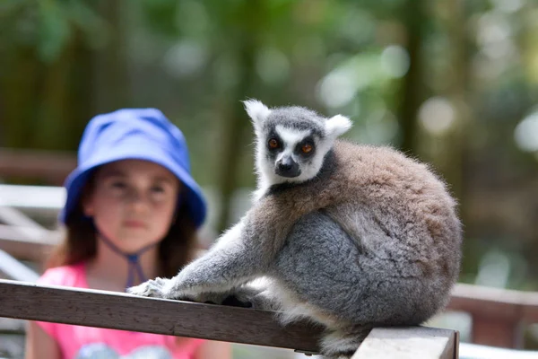 Młoda Dziewczyna Wiek Ogląda Ogoniasty Lemur Prymas Patrząc Kamery — Zdjęcie stockowe