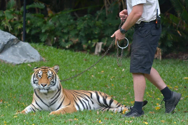 Gold Coast Dec 2018 Bengal Tygr Vodítku Zookeeper Jen 500 — Stock fotografie