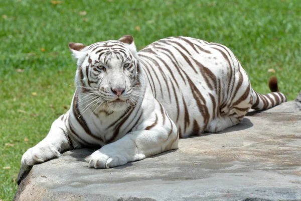 Tigre Bengala Blanca Acuesta Una Roca Selva Tropical Bengala Occidental — Foto de Stock
