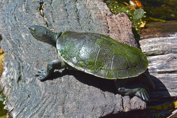 Australian Freshwater Turtle Visão Lateral Corpo Inteiro — Fotografia de Stock