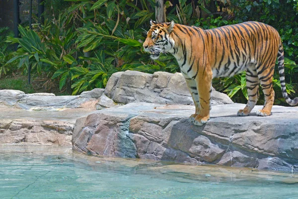 Tygrys Bengalski Obok Strumienia Wody Poszukując Pokarmu Drapieżnych Lesie Deszczowym — Zdjęcie stockowe