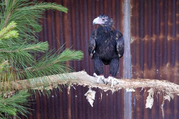 澳大利亚昆士兰的树枝上坐着雄伟的楔尾鹰 Aquila Audax 它是澳大利亚最大的猛禽 — 图库照片