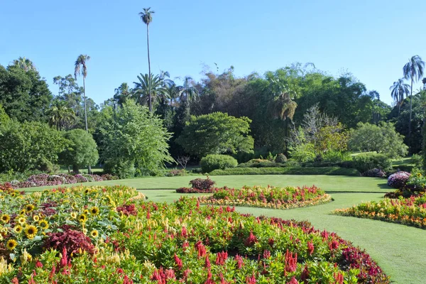 Jardim Flores Brisbane Jardim Botânico Queensland Austrália — Fotografia de Stock