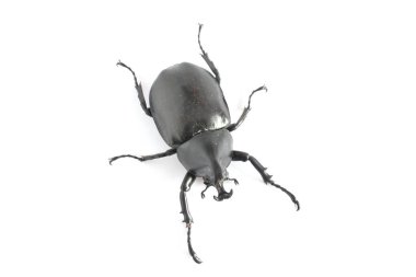 Fil görünümünü beetle izole üzerinde beyaz arka plan.