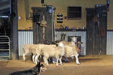 Australian working sheep dog herd sheep inside a sheep shearing shead. clipart
