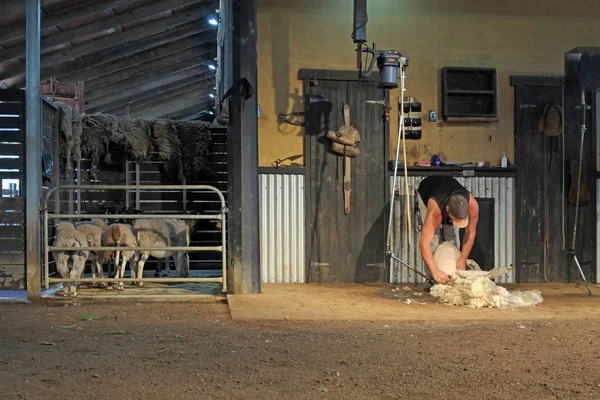 Unrecognizable Australian Farmer Sheep Shearing Million Sheep Australia Producing Average — Stock Photo, Image