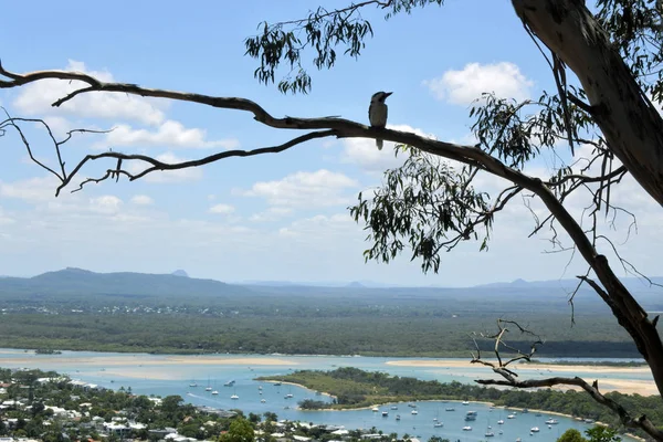 Uccello Kookaburra Siede Albero Gomma Guarda Paesaggio Panoramico Vista Mare — Foto Stock