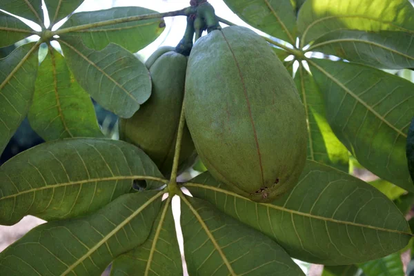 Owoce Kasztanowca Gujany Drzewo Roślin Plantacji Queensland Australia — Zdjęcie stockowe