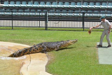 Sunshine Coast - 25 Ocak 2019: antrenör dünyanın en tehlikeli işlerden biri Avustralya Zoo.Crocodile eğitmen besleme timsah dikkate alın