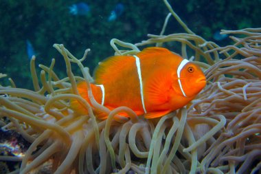 Palyaço balığı tehlikede deniz anemon ile  