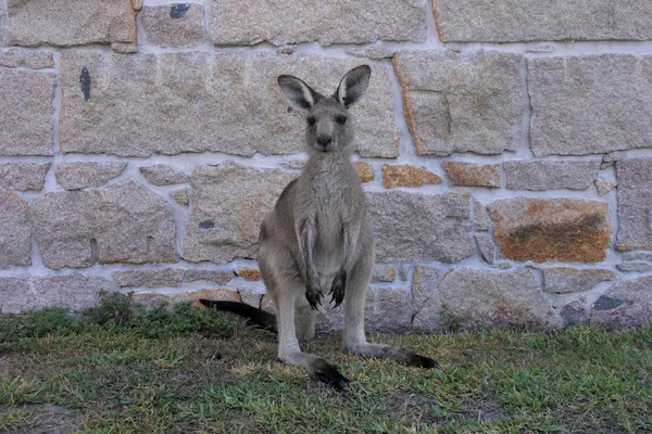 Kangeroo tittar kameran nya södra Wales Australien — Stockfoto