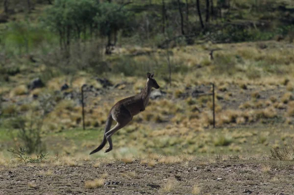 Kangaroo Jumping in the outback of Canberra — Stock Photo, Image