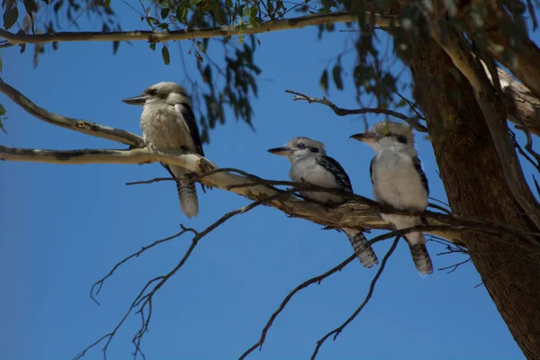 Kookaburra fåglar — Stockfoto